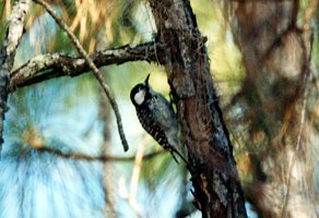 Woodpecker, Red-cockaded 1b, Osceola NF FL, 1-03, B07P104I01b